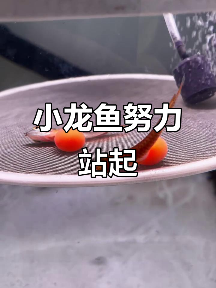 龙鱼苗孵化18天,拒绝躺平的小龙鱼挑战红龙繁殖