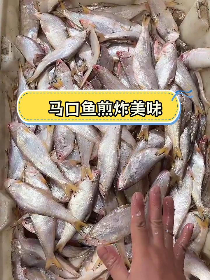新鲜马口鱼,油扣黄记子煎着吃太香了