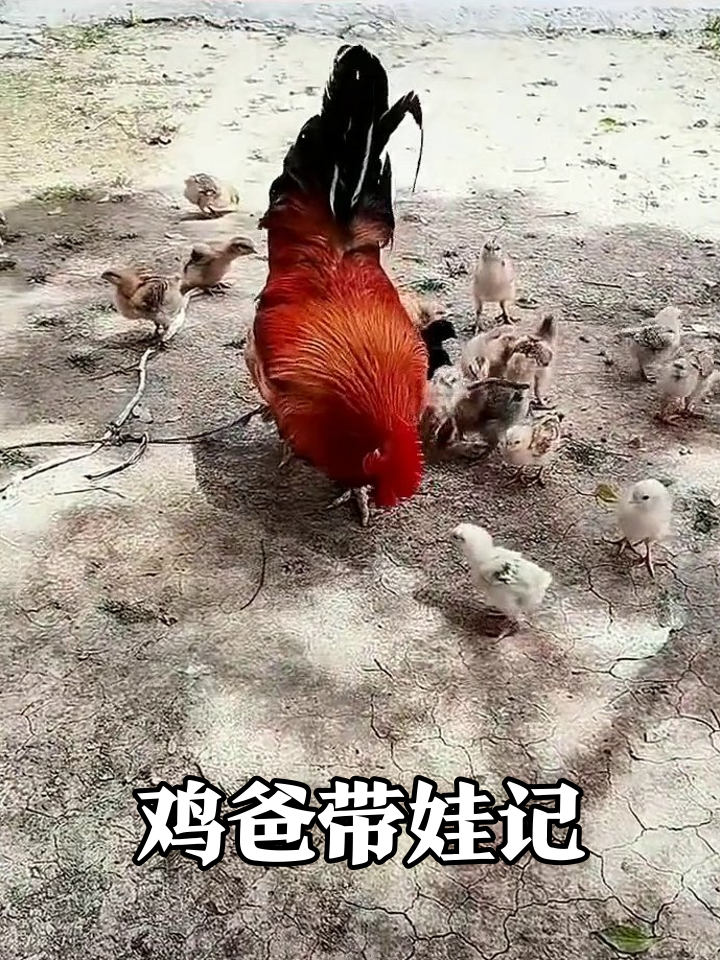 鸡界超级奶爸!大公鸡带一群小鸡仔觅食,画面萌翻了