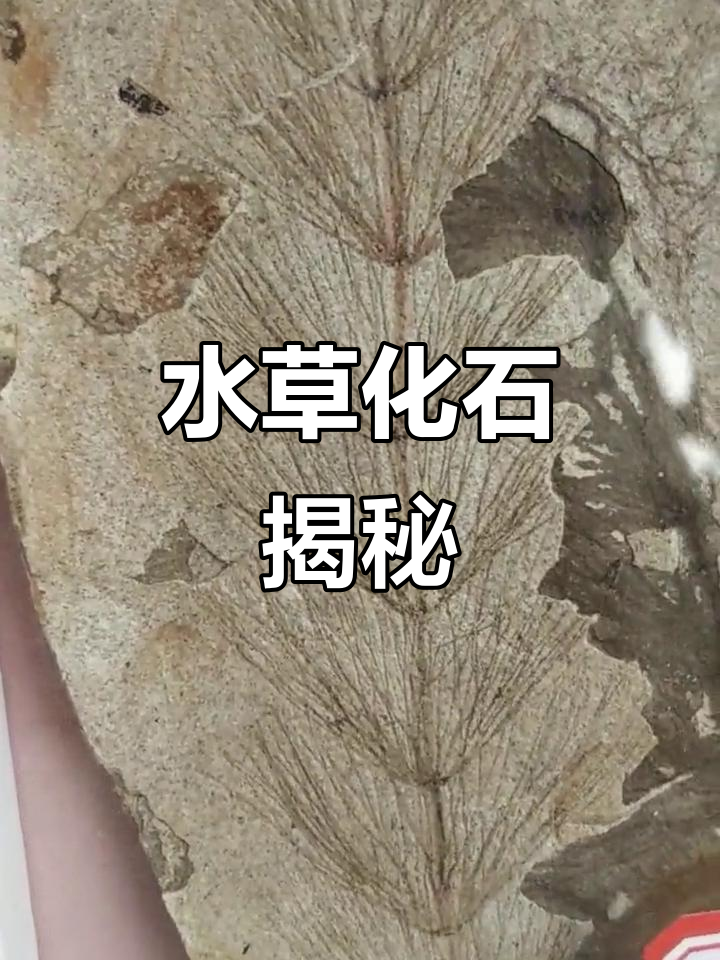 1800万年前水草化石,清晰如新,竟是“尾金鱼藻”