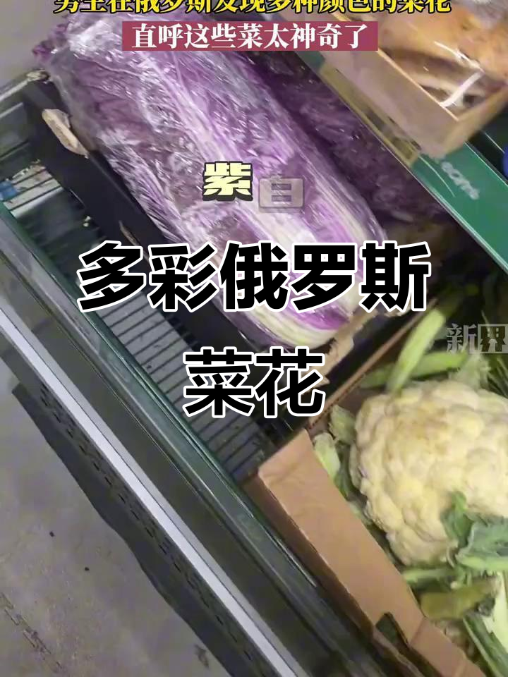 俄罗斯菜花竟有这么多颜色,男生惊呼太神奇了