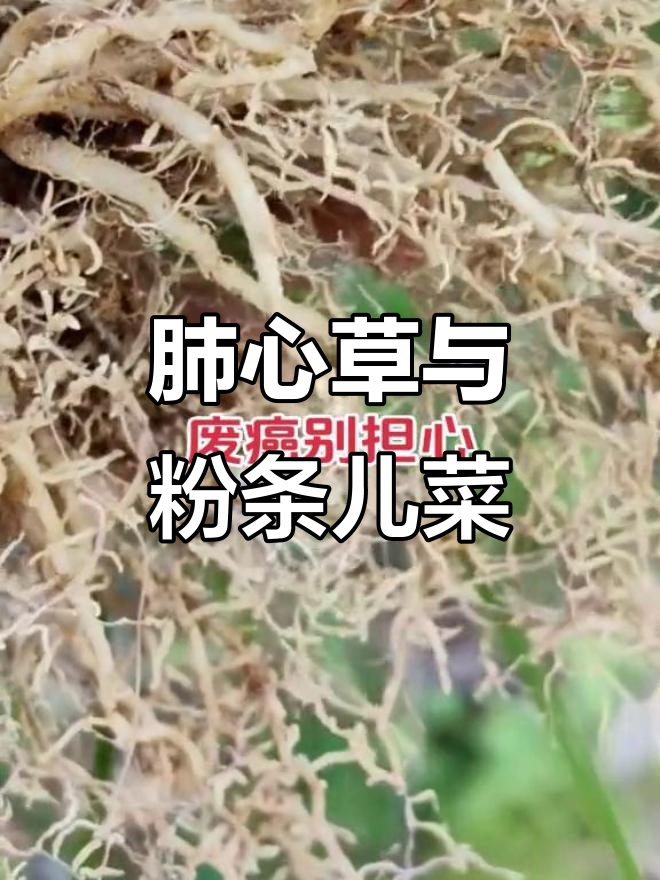 肺心草：一种值得了解的中草药，带你认识粉条儿菜