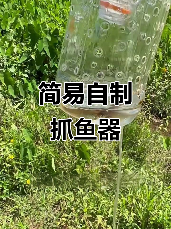 自制抓鱼神器,轻松捕捉小河沟里的鱼儿