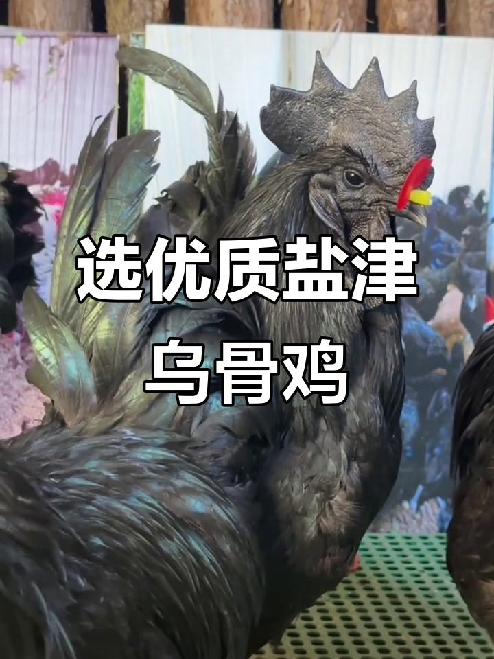 云南昭通盐津乌骨鸡:品质优良,等你来尝