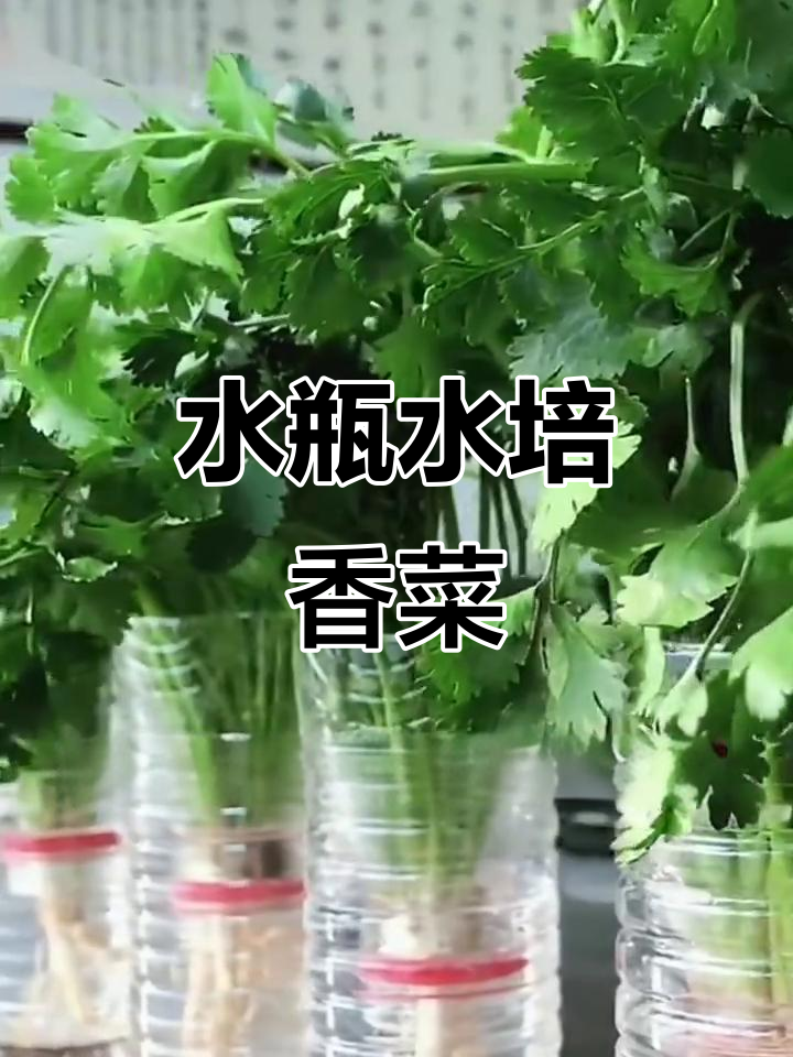 用矿泉水瓶水培香菜,简单又高效!
