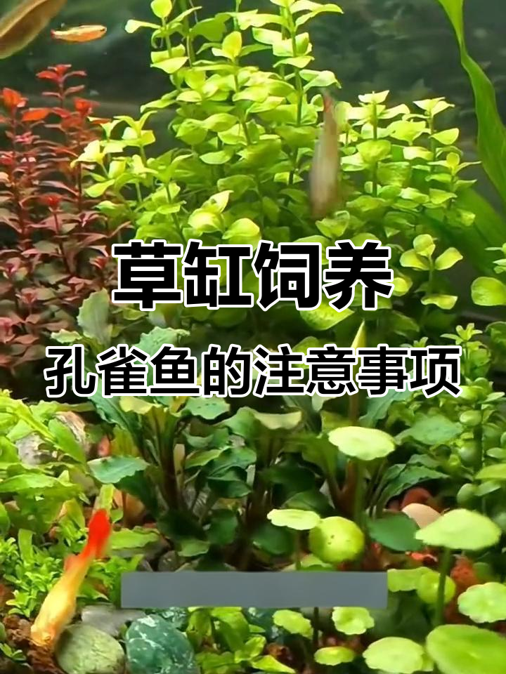 草缸能养孔雀鱼吗?注意这些事项避免死亡