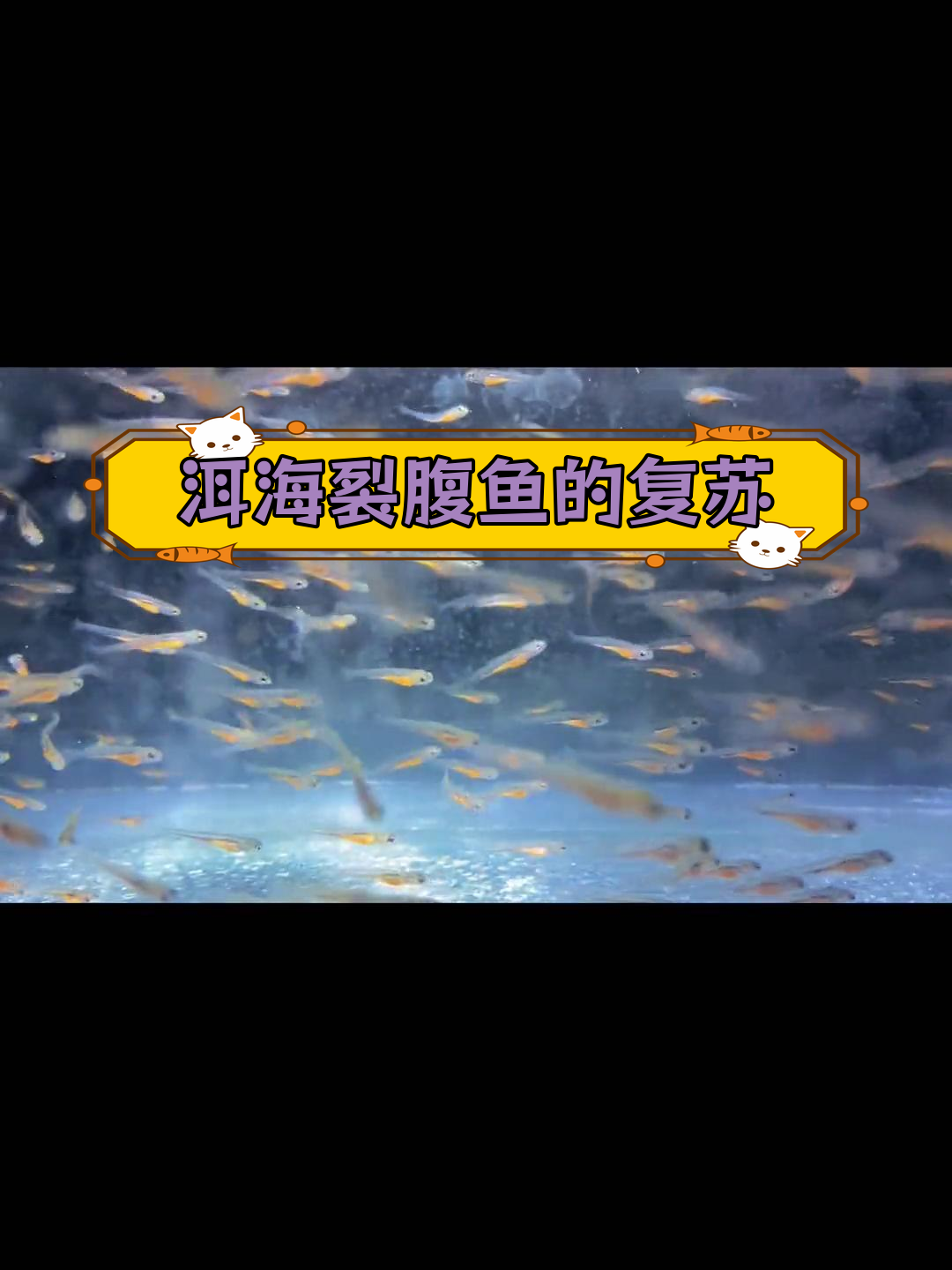 大理洱海裂腹鱼:古老种群的守护与恢复