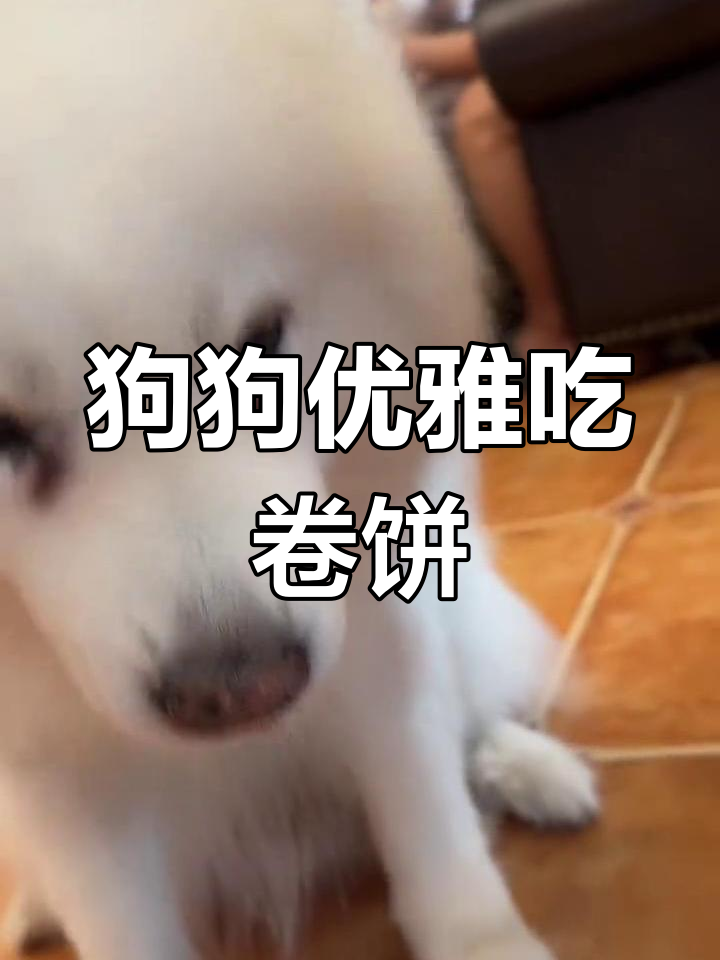 小狗吃卷饼大比拼,谁最优雅?
