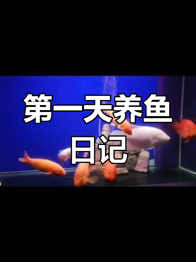 锦鲤与鹦鹉鱼混养初体验