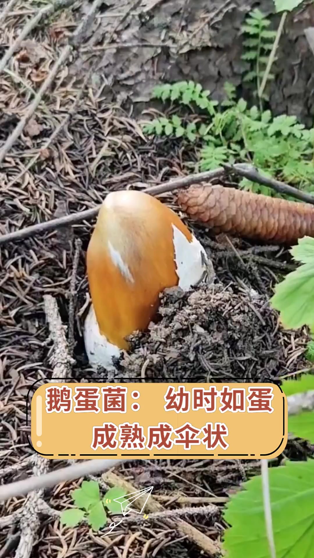 鹅蛋菌:幼时如蛋成熟成伞状