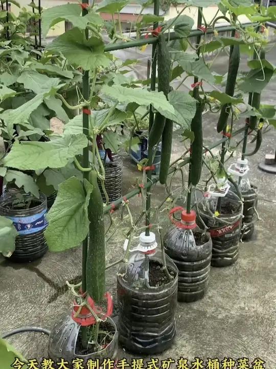 家里有油桶矿泉水桶的千万不要扔了,秋播开始了,用油桶矿泉水桶废物利用种菜种花种果 油桶种菜