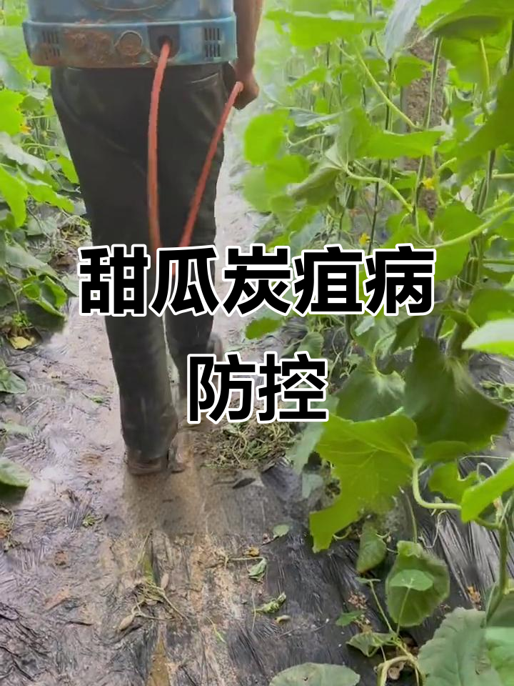 甜瓜炭疽病防治技巧,提高产量不再难