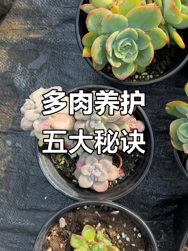 新手必知！五个技巧让多肉植物健康生长