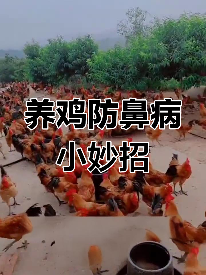 秋季养鸡必知:传染性鼻炎防治技巧