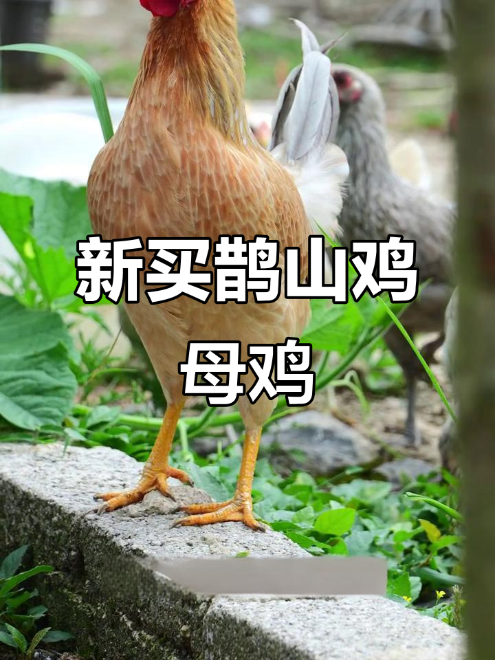 买了几只鹊山鸡母鸡,配瓦黑公鸡一起养