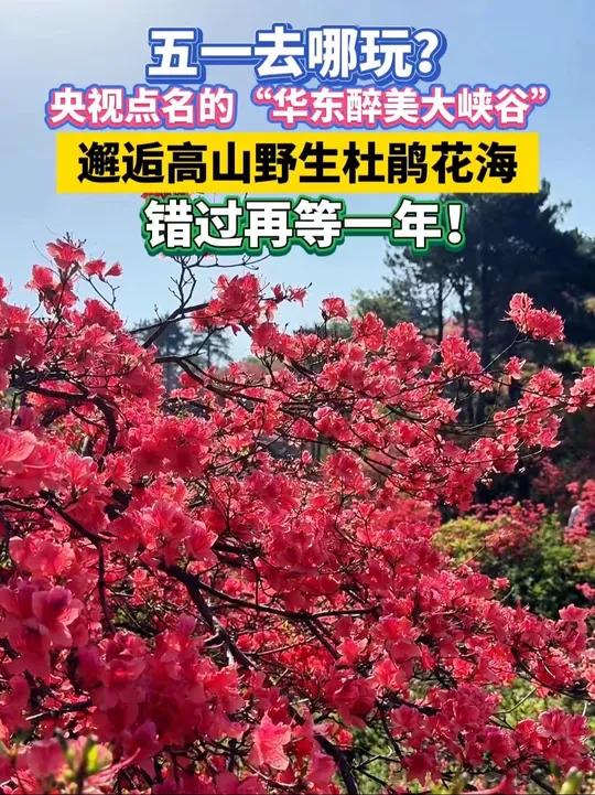 五一去哪玩?央视点名的“华东醉美大峡谷”,邂逅高山野生杜鹃花海,错过再等一年!