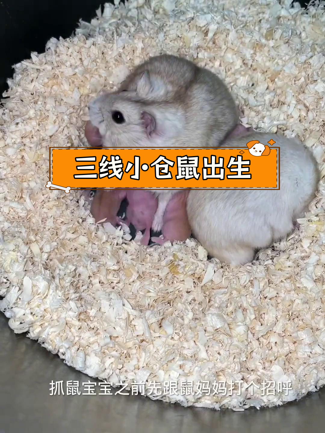 布丁仓鼠生三线宝宝