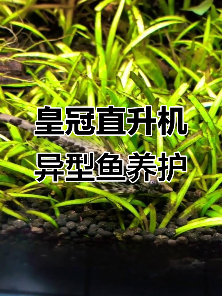 皇冠直升机异形鱼:温和而敏感,饲养技巧全揭秘