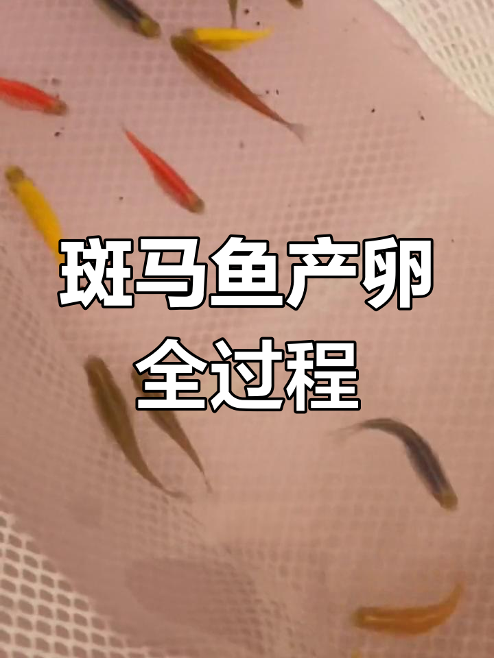斑马鱼繁殖全攻略,轻松孵化小鱼苗