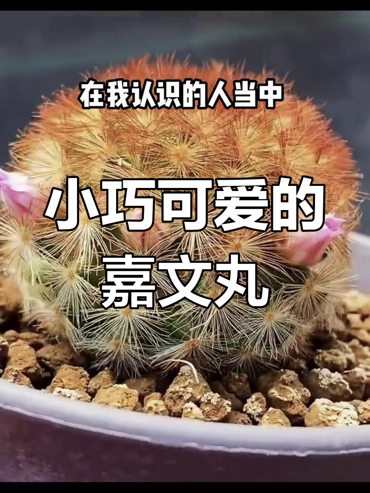 仙人球嘉文丸:小巧可爱,开花惊艳,三种刺色任你选