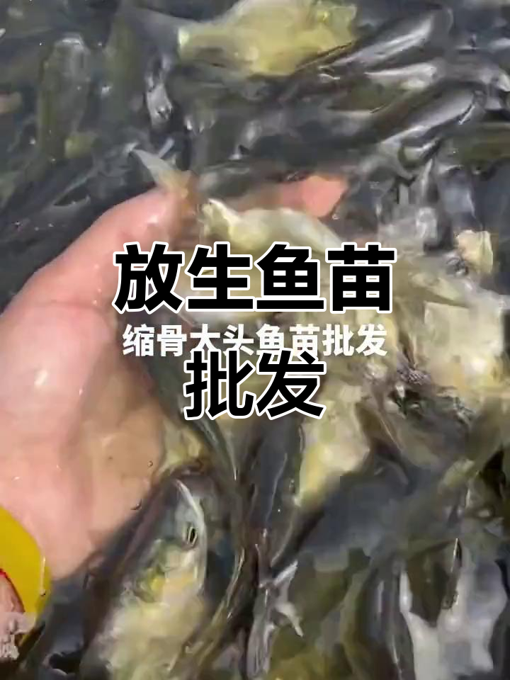 深圳东莞珠海中山江门等地鱼苗批发,放生场直销优质鱼种