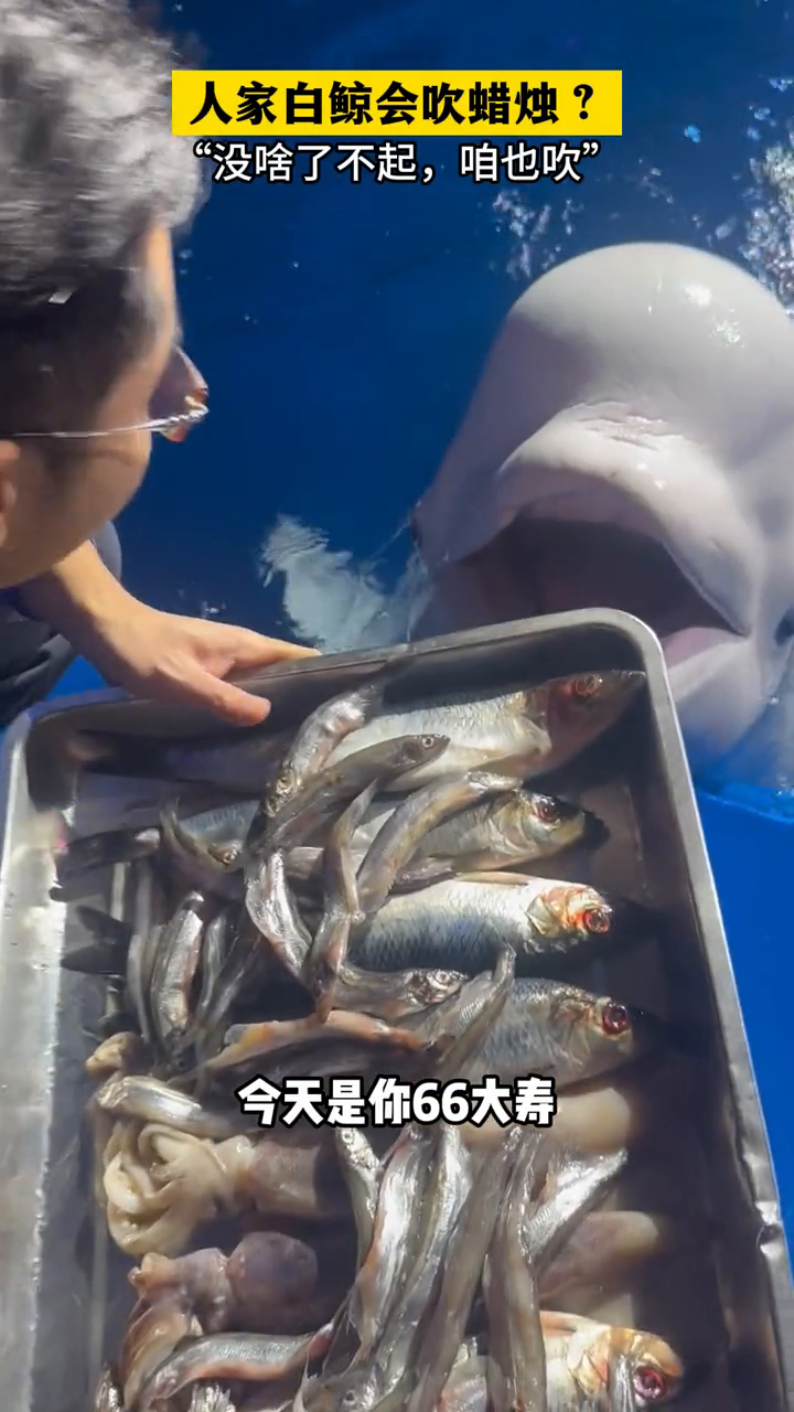 白鲸:说好的一大盘子鱼怎么就变一小坨了?