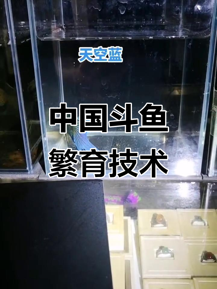 斗鱼繁殖技巧大揭秘,如何成功养殖普叉