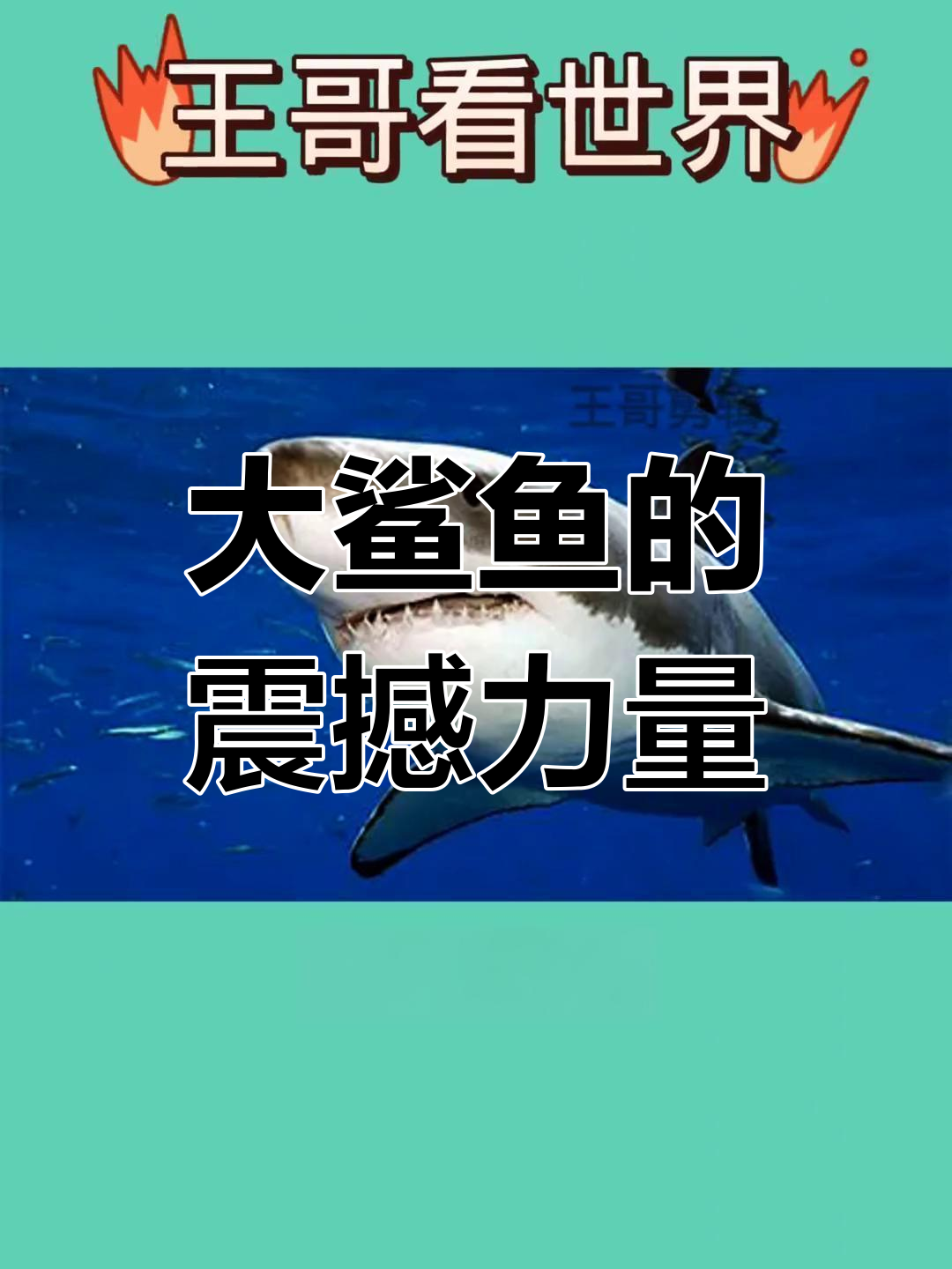 全球最大鲨鱼,吞象如戏,同类在它面前微不足道