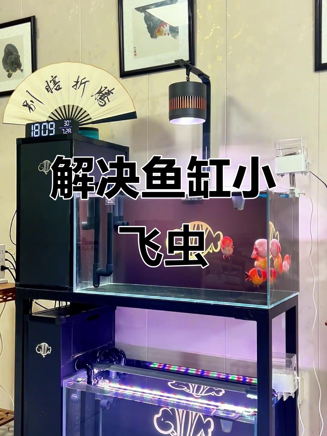 鱼缸小飞虫问题轻松解决,两招搞定