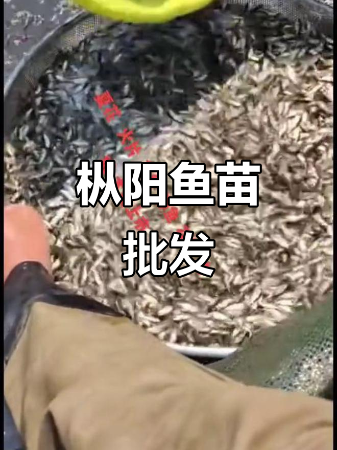 枞阳鱼苗批发基地,诚信经营助力水产养殖