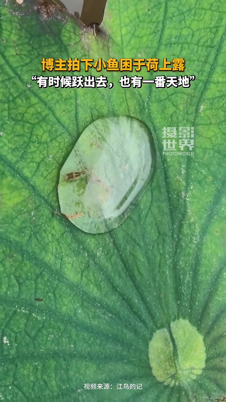 博主拍下小鱼困于荷上露,“有时候跃出去,也有一番天地。”