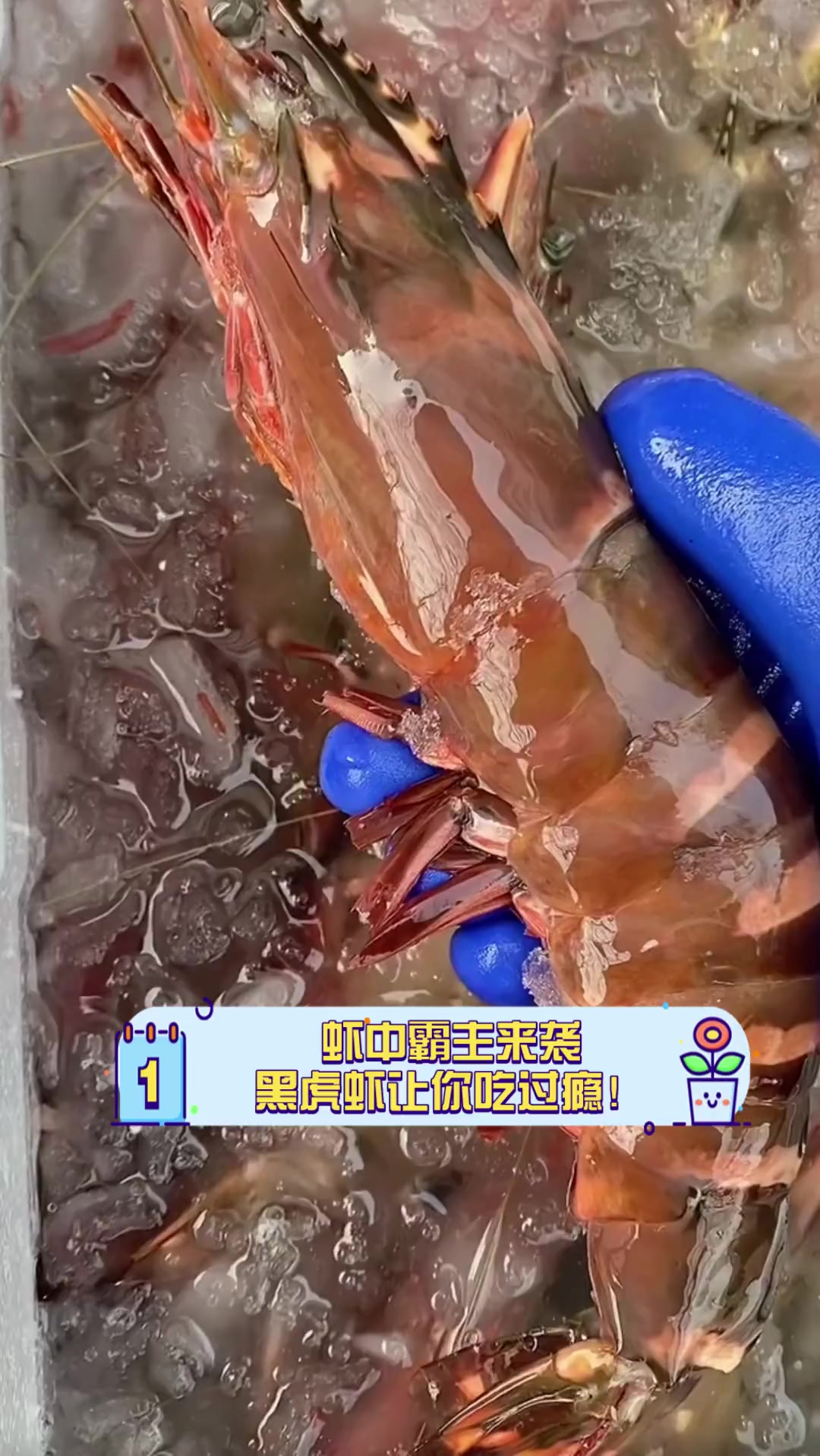 虾中霸主来袭,黑虎虾让你吃过瘾!