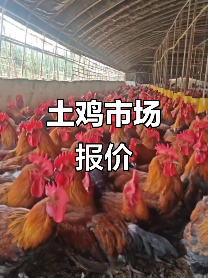 土鸡行情每日更新,散养与笼养的最新价格对比