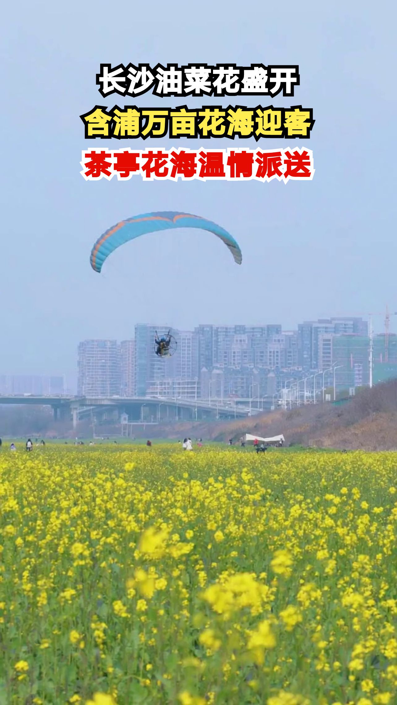 长沙油菜花海惊艳绽放，这份0元赏花攻略带你打卡最美春天！