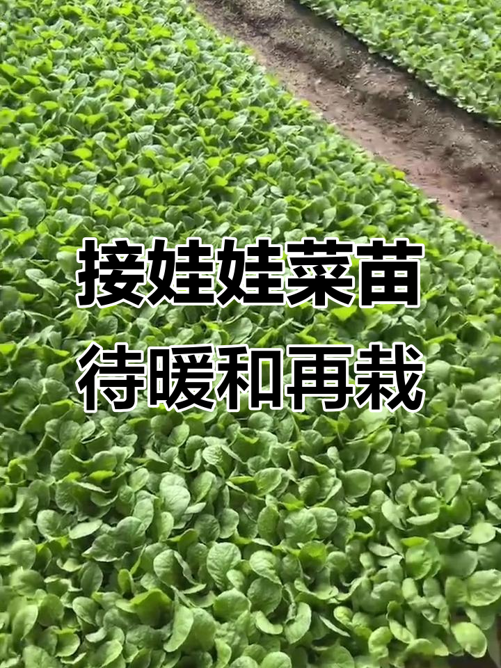 娃娃菜苗已接回，暖棚过渡等待栽种