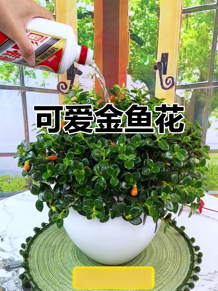 金鱼花如小金鱼游动,简单养护只需浇水