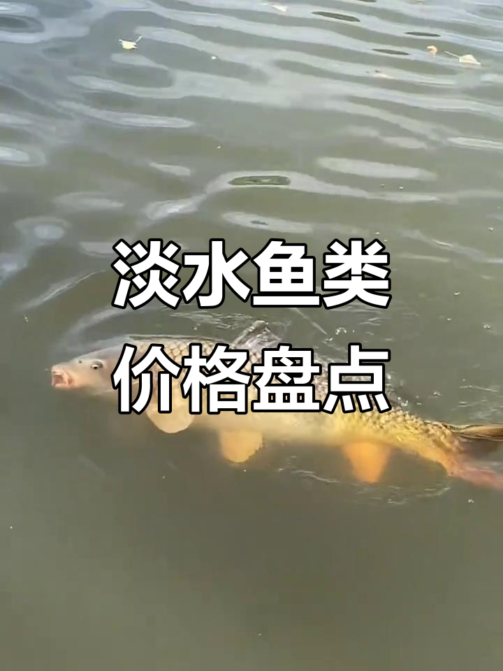 常见淡水鱼类价格大揭秘:草鱼、鲤鱼、鳗鱼等一网打尽