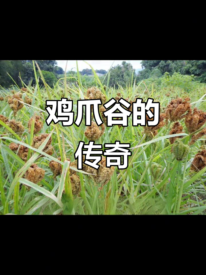 鸡爪谷,非洲野生变主食,营养丰富,多种吃法