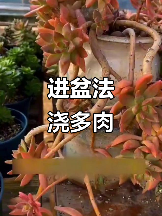 多肉植物浇水技巧:进盆法让根系充分吸水,颜色更鲜艳