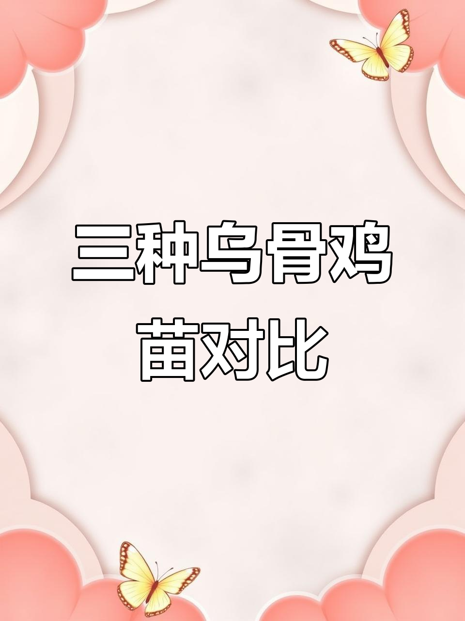 凤翔乌骨鸡苗、铁脚麻鸡苗与黑毛乌骨鸡苗实拍对比