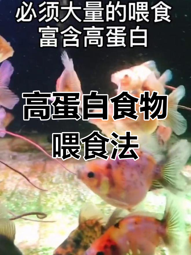 泰狮兰寿幼鱼喂养技巧