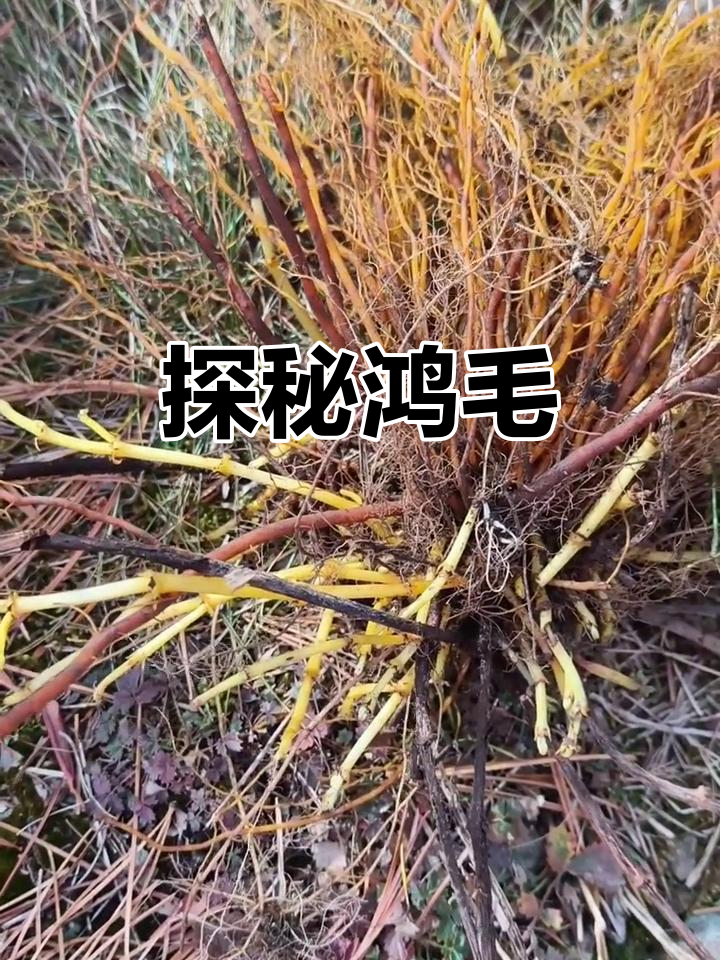 鸿毛的秘密与象征意义