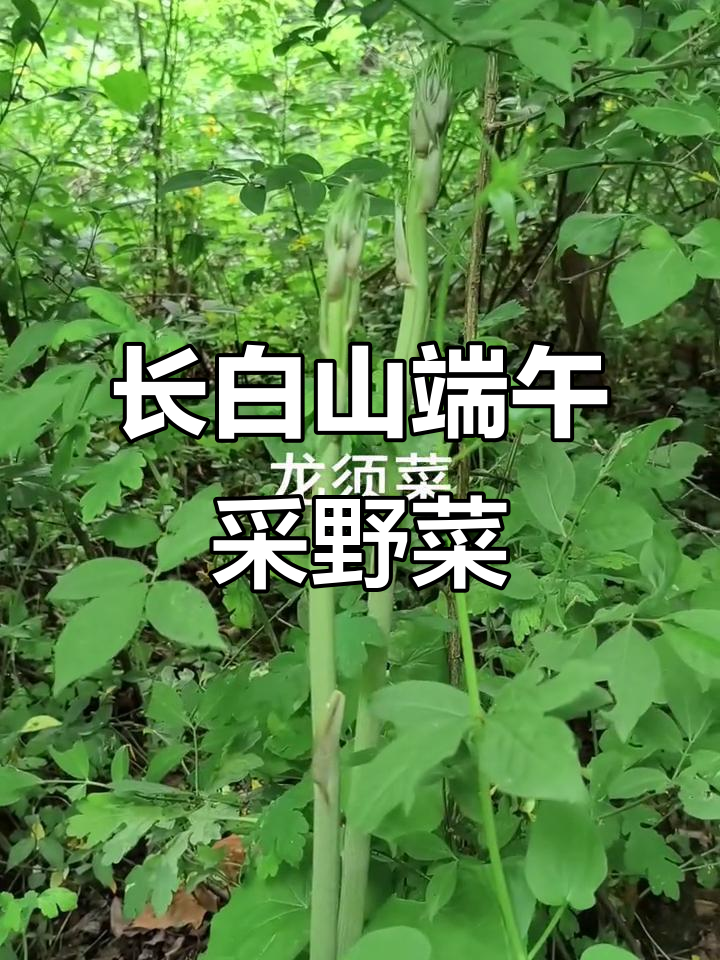 端午节爬山采野菜,尽享长白山美味