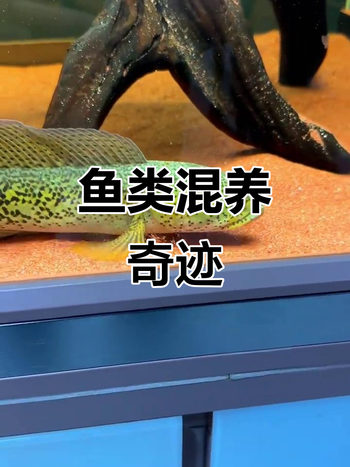 大鱼与小鱼和谐共处,巴卡雷龙混养实验成功!