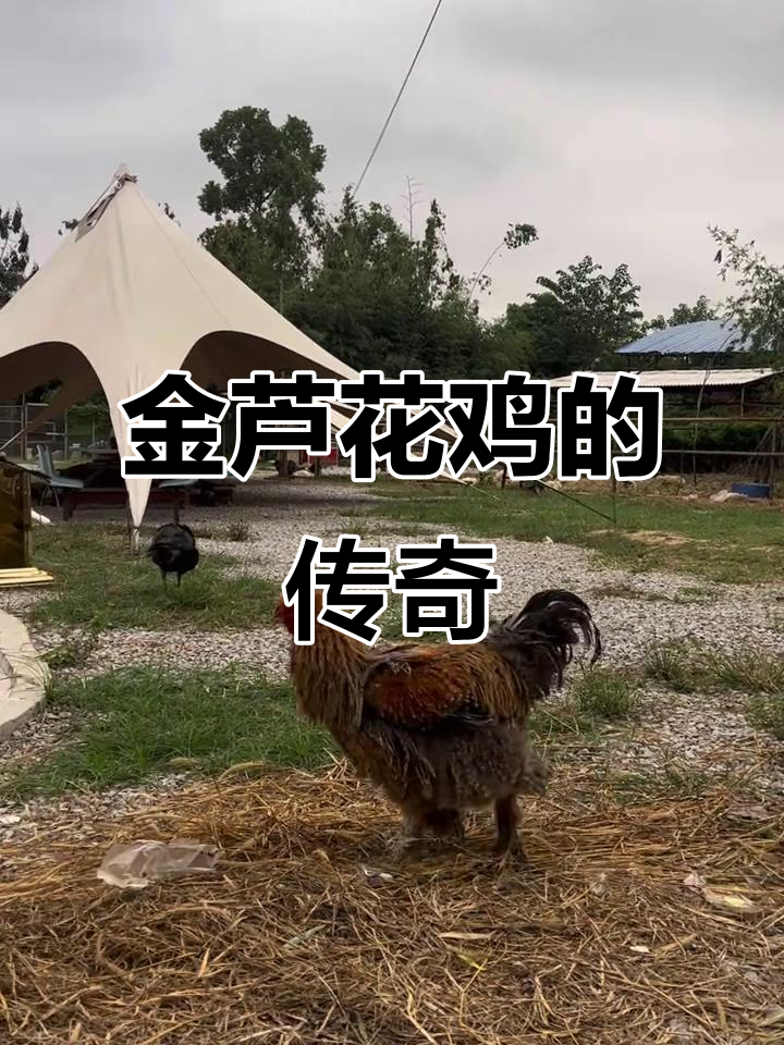 2025年10月23看兴农基地金芦花鸡,凤凰纹样惊艳