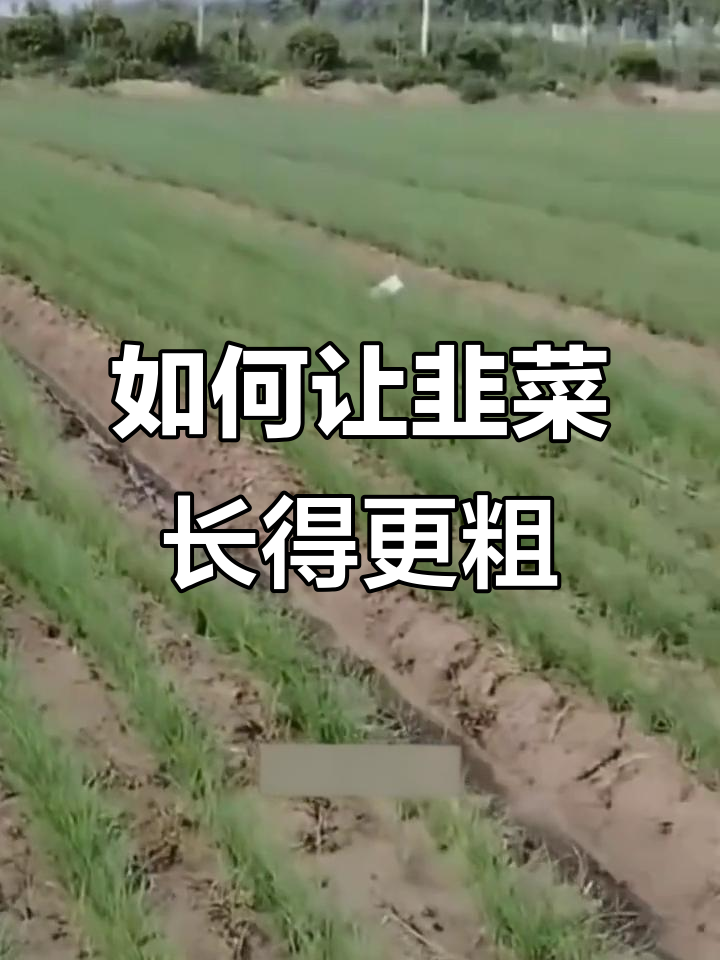 韭菜刚出苗太细？这样管理让它更健壮