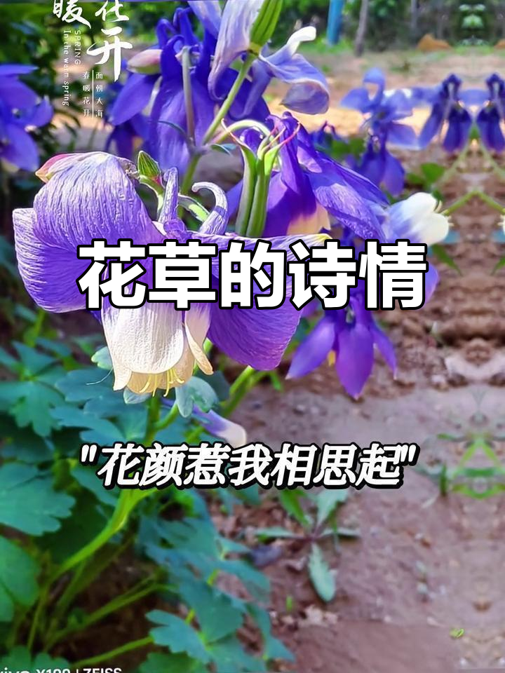 耧斗菜紫花如钟,玉簪叶黄边映衬,静美中透出优雅