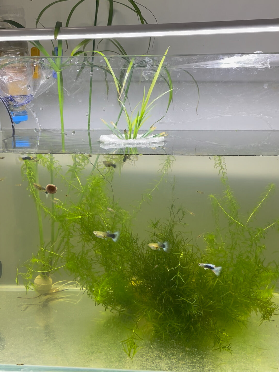 象牙白孔雀鱼一二三整齐划一