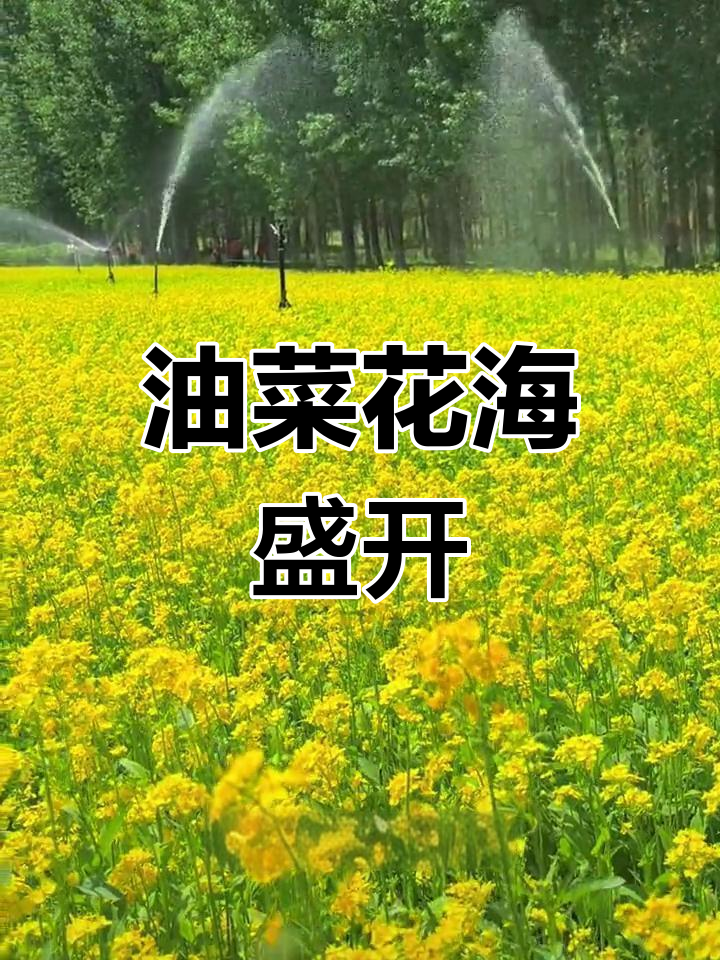 本地油菜花海,免费开放,错过可惜!