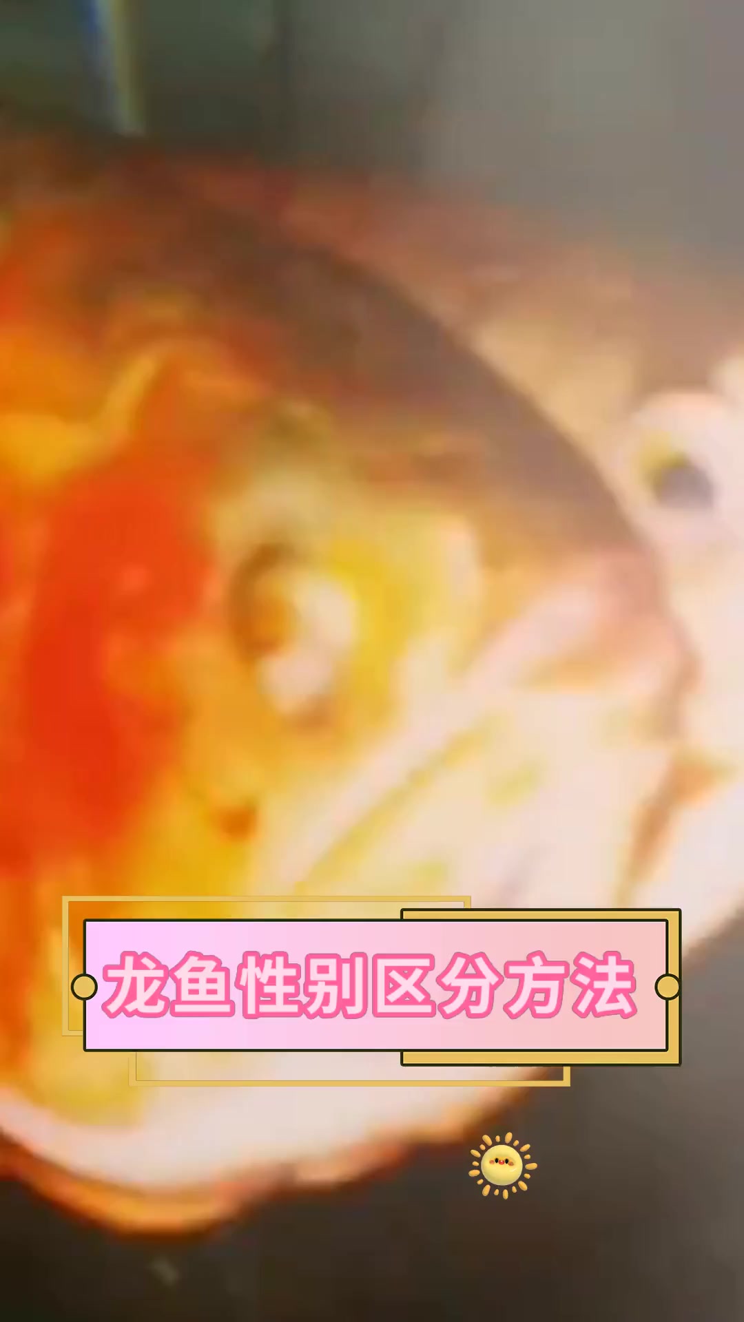 龙鱼性别区分方法